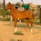 حصان