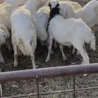 بهم رفيدي 10 رخال و8 خرفان العدد كامل 18