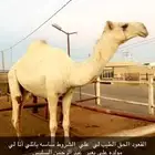 قعود لقي باتلي