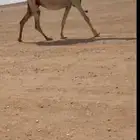 ضريبه لقحه وضحا رمانيه بكار وضح بكره شقحا