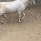 تيس فحل اجم