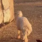 للبيع خروف برري فاخر