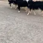 الرخال نجد صنفف