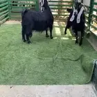 عوارض جروم طيبه