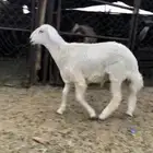 خروف كايف فل شحم