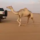 بكره اصيل