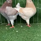 كنق مودينا
