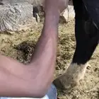 بقرة