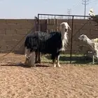 فحل نجدي طيب