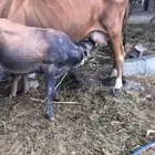 بقره منيح هادئة تحتها حسيل