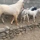 تيس فحل حار