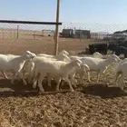 رخال حريات طيبه