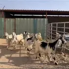 معزا دفيع
