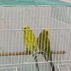 عصافير زينه جميعها ذكور