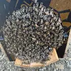 نحل مصرى بأعلى المواصفات