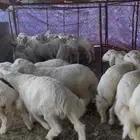 طليان حبص للبيع