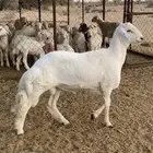مشروع فحل للبيع