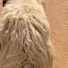 طلي عيسي