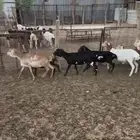 رخال برابر خصم دفيع ومضاريع