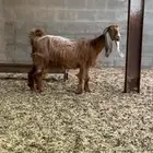 عنز عارضيه