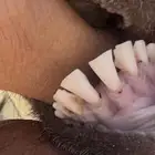 عنز عارضية جذعة كفو