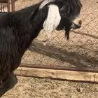 للبيع تيس عارضي جذع العمر 10 شهور تقريبا