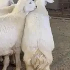 بيع اغنام تابي وتمارا الرياض و المزاحميه