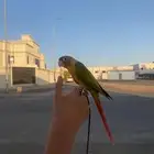 زوج كنيور رخيص1150