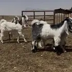 للبيع عنز وجفار نوادر