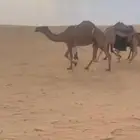 شعلا للبيع