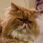 بيكي فيس للتبني مجانا