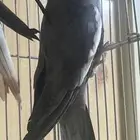 ذكر كروان هولندي