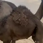 قعدان فل شحم