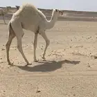 قعود لياني
