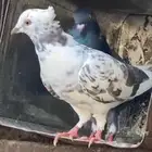 حمام زينه مستويات حلوه للبيع جمله