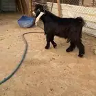 فحول عوارض صنف