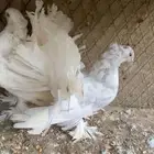 زوج رقاص هندي مستوى توب وحجم وصحه شرط