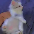 قطط