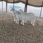 خروف و رخلتين ( حريات )