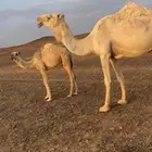 خلفه معها قعود السن شاق نابها الطبع على جميع الشروط