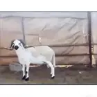 فحول صردية حرة