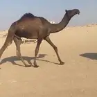 قعود مفرود