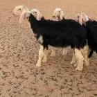 طليان نجد فواخر ونوادر النوادر ..