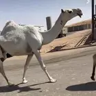 الضريبه الكفو الثنيه