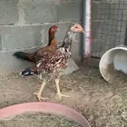اربع دجاج وديكين باكستاني