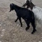 عنز شاميه متبع