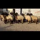 جذعات نعيم صنف