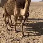قعود اصفر كفو ساس عقابي وساسه امه عونيه