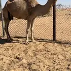 ضروبه اركه حمراء كفوو