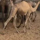حشو قصب سودانيه العدد حول ال 40 قعدان كلها